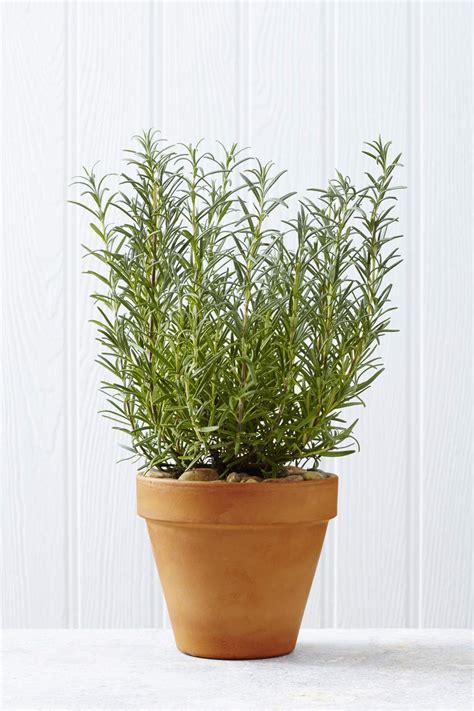 Growing Rosemary Plants Indoors