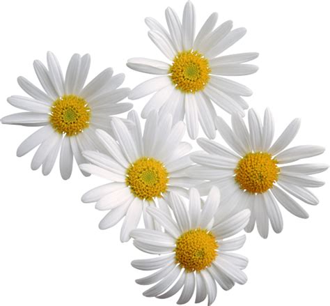 Download the fiori colorati png images background image and use it as. Pin di Nadia su Tubes | Immagini di fiori, Margherite, Fiori