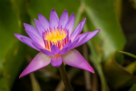 The Lotus Flower Free Stock Photo Public Domain Pictures