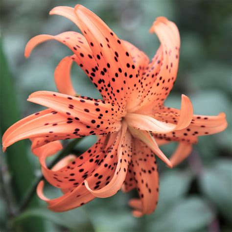 26 best ideas for coloring tiger lily florist