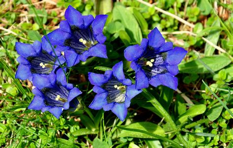 Genziane Foto Immagini Piante Fiori E Funghi Natura Foto Su