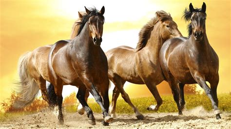 Wild Horse Desktop Wallpapers 70 Images