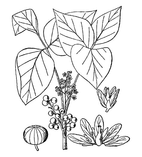 Poison Ivy Illustration Clipart Free Stock Photo - Public Domain Pictures