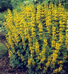 One of our newest varieties. Yellow loosestrife - because borderline invasive plants ...
