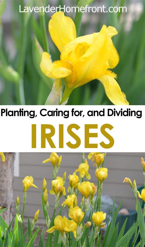 Planting And Caring For Irises The Lavender Homefront