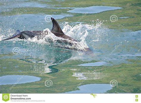 Dusky Dolphin Playing Stock Image Image Of Dolphin Zealand 77029899
