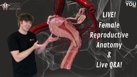 Human Reproductive System Anatomical Genitals Of Man Vrogue Co