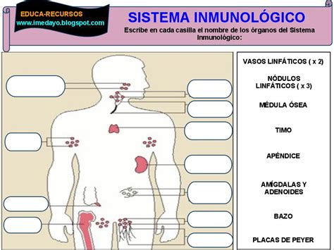 Educa Recursos Órganos Del Sistema Inmunológico