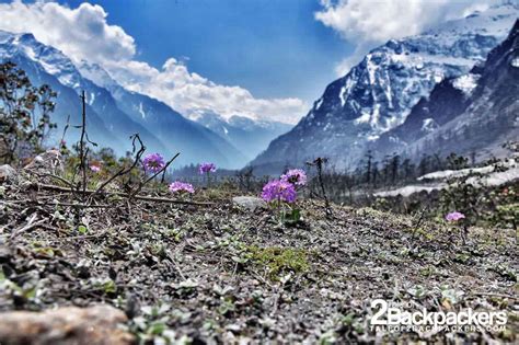 Yumthang Valley The Best Guide To Valley Of Flowers In Sikkim T2b