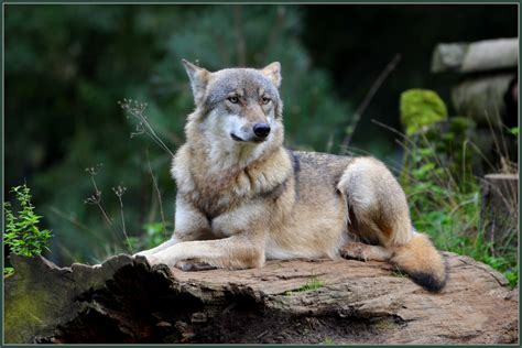 Der Wolf Foto And Bild Tiere Zoo Wildpark And Falknerei Säugetiere
