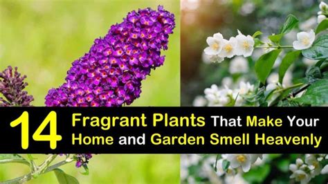 14 Fragrant Plants That Make Your Home And Garden Smell Heavenly