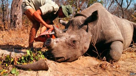 Rhino Poaching In South Africa Reaches Record Levels Bbc News