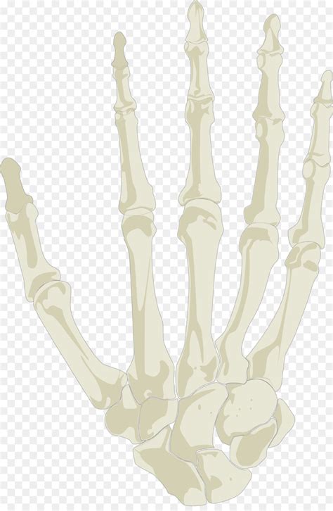 Free Skeleton Hand Transparent Download Free Skeleton Hand Transparent Png Images Free