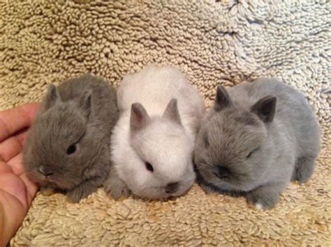 A Trio Of Netherland Dwarf Babies Funny Bunnies Cute Babies Cute