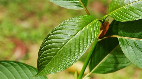 Best sedans for taller drivers (plus one hatchback). A New Danger With Kratom - Consumer Reports