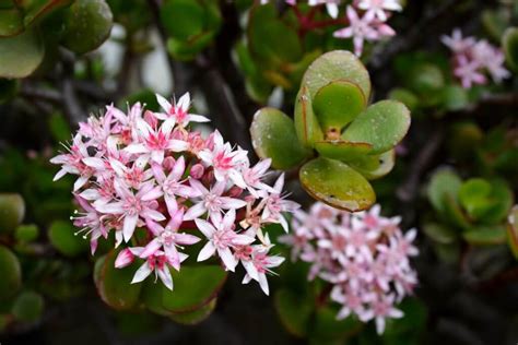 Jade Plant How To Choose Plant And Take Care Of Your Jade Plant