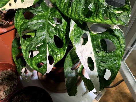 As you can see the shoot is a mix of white and green. Monstera Adansonii Variegated Care - Unicorn Guide | Plantophiles