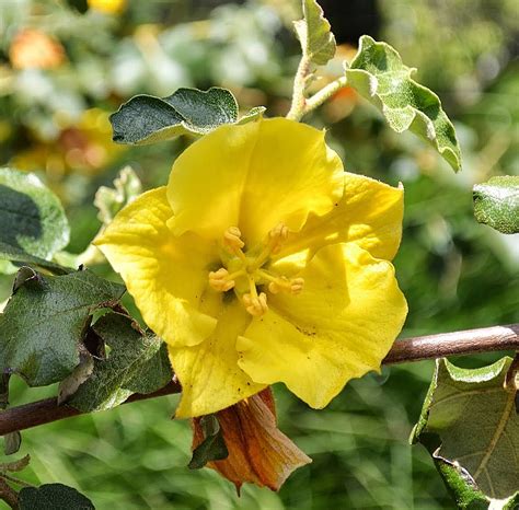 The Outlaw Gardener The Garden Of Terri Dufault