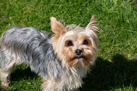 Yorkshire Terrier Dog Breed Facts And Information