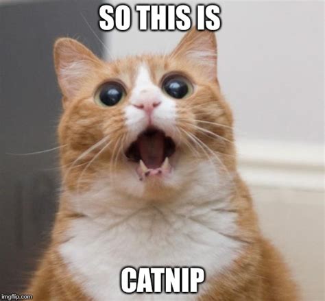 Catnip Cats Imgflip