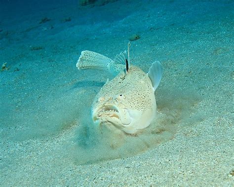 10 Of The Worlds Weirdest Fish