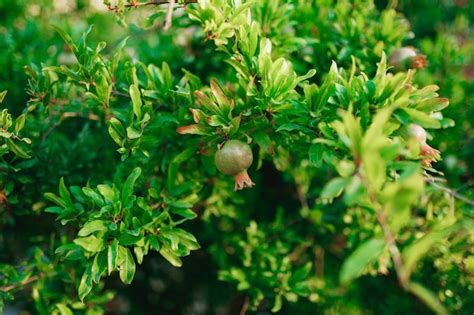 Premium Photo A Small Green Fruit Of A Pomegranate On A Tree