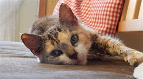 Blinde Katze Melly sucht ein Zuhause HÜNFELD Osthessen News
