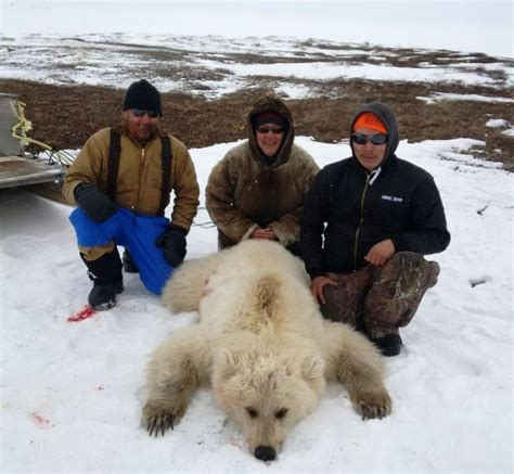 Grolar Or Pizzly Experts Say Rare Grizzly Polar Bear Hybrid Shot In