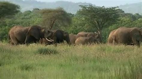 Elephant Slaughter Reaches An Unprecedented Rate In Tanzania Itv News