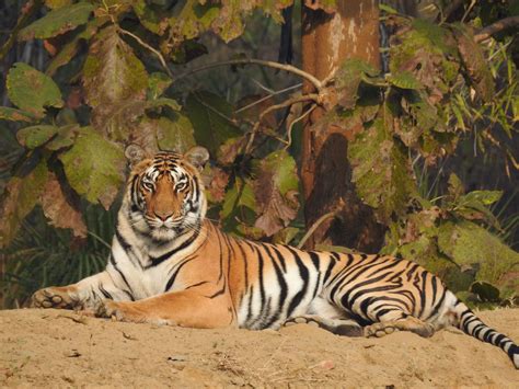 Rising Mining Activities Threaten Tiger Habitats Roundglass Sustain