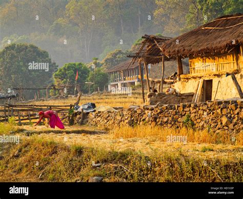 Indian Woman Working On The Field Near His House At Chuka Village With Heavy Jungle In The