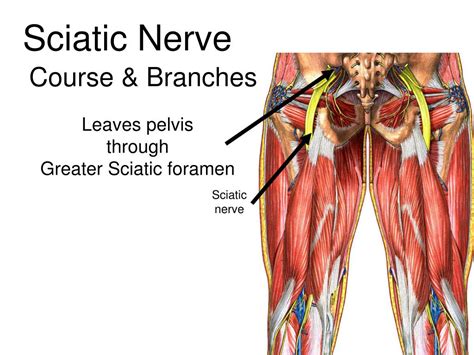 Ppt Nerves Powerpoint Presentation Free Download Id4875596