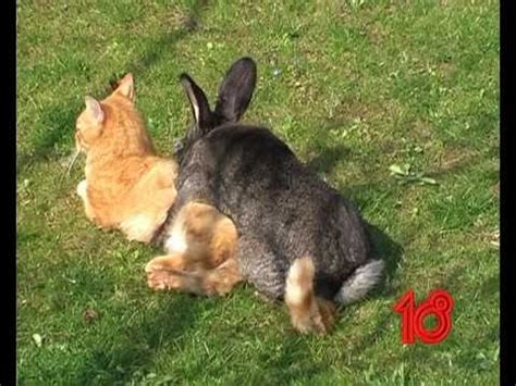 While cats are responsible for more allergies than any other domesticated animal, there are a few breeds that are more tolerated by allergy sufferers. Rabbit vs Cat - YouTube