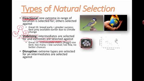 Types Of Natural Selection Ib Biology Youtube