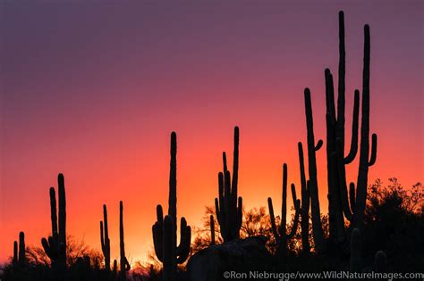 Sunset Cactus Phoenix Arizona Saguaro Cactus At Sunset In Phoenix