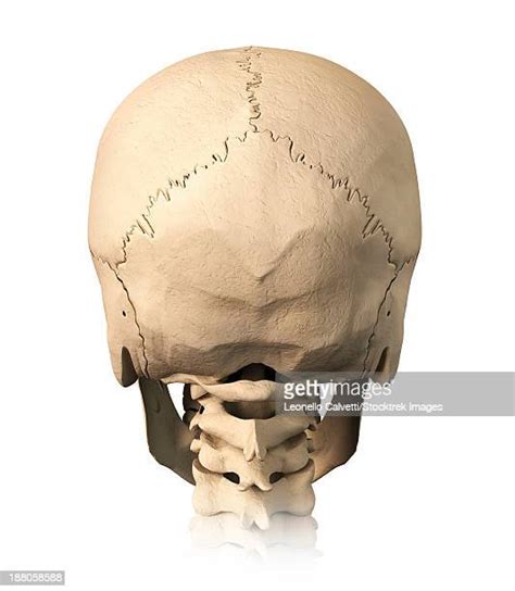 External Occipital Protuberance Photos And Premium High Res Pictures