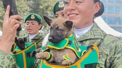 Video La Adorable Guardería De Perritos Del Ejército Mexicano Unión