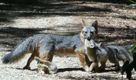Gray Fox Kits Continue To Be Seen Mendonoma Sightings