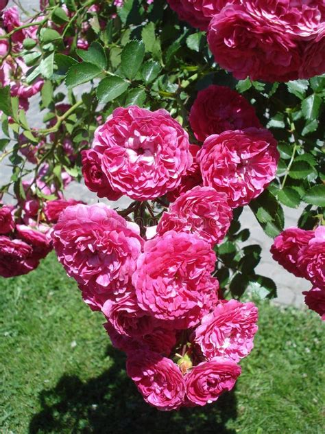 Dark Pink Cascading Roses Stock Photo Image Of Blooming 31396080