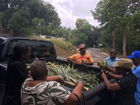 Clarendon Farmers Diversifying Crop Production To Be More Climate