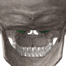 Posterior and lateral skull | Kenhub