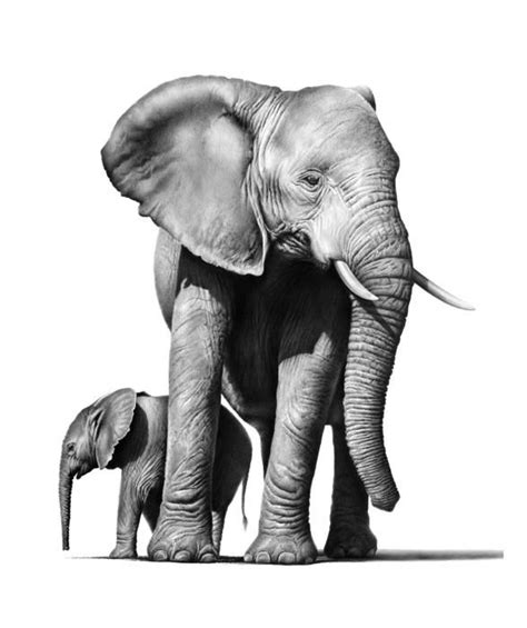 Artist Richard Symonds ~ Lion Painting Elephant Painting Elephant