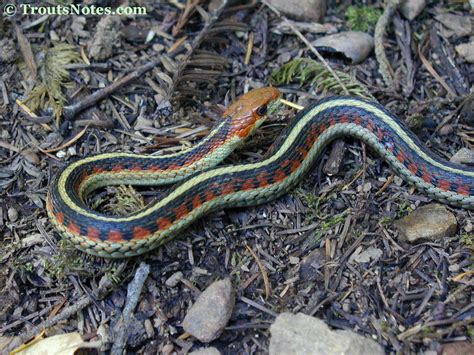 Garter snakes are some our most common snakes, but in some parts of the state they can be a bit tricky to tell apart, particularly in the sf bay area. California garter snake - Trout's Notes