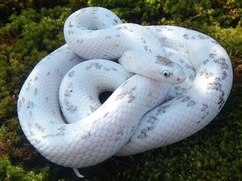 10 Beautiful Corn Snake Morphs Reptile World Facts Corn Snake Pet