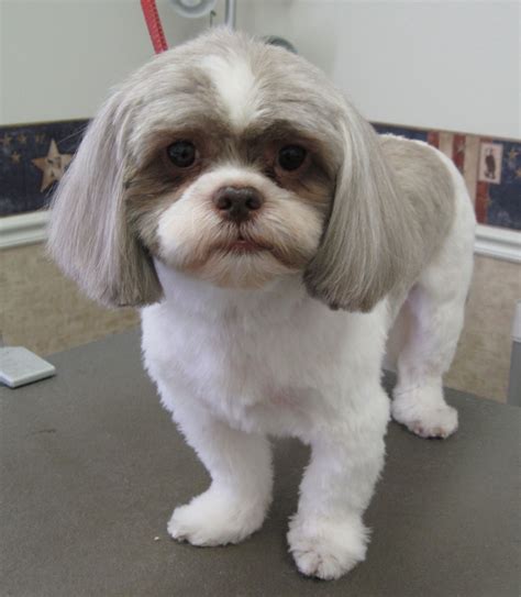 Review Of Shih Tzu Puppy Cut Face References Alexander James Freeman