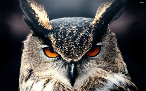 Owl Wallpapers Top Những Hình Ảnh Đẹp