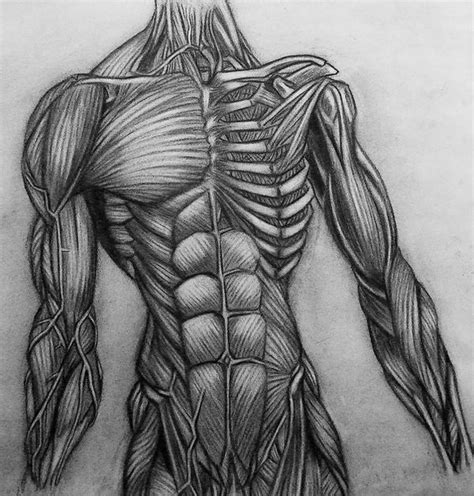 A nyone who understands the function of a bellows or an accordion will soon grasp the anatomy of the thorax, commonly known as the chest. anatomy: torso by Kuroi-Sama on DeviantArt