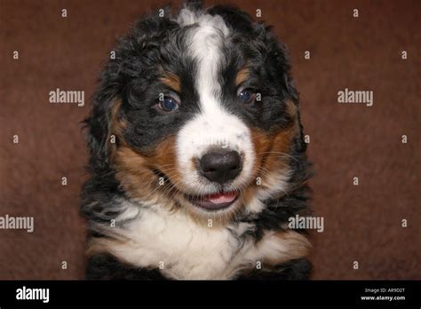 Burmese Mountain Dog Puppy Stock Photo Alamy