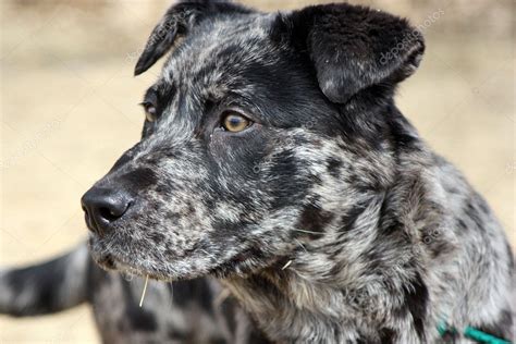 French bull dog puppies (san juan capistrano) pic hide this posting restore restore this posting. Catahoula Leopard Dog — Stock Photo © ddbreske #9838866