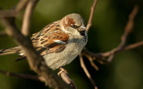 Animal Sparrow Hd Wallpaper